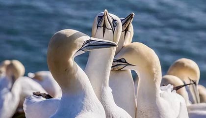 九游app下载中心-电竞行业的知识产权保护，打击盗版持续升级，电竞侵权