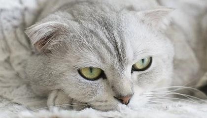 九游app下载中心-电竞行业的知识产权保护，打击盗版持续升级，电竞侵权