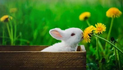 九游app下载中心-电竞行业的知识产权保护，打击盗版持续升级，电竞侵权